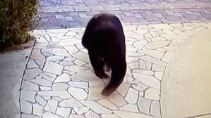 겨울잠 안 자는 '일본 곰'&hellip;잦은 출몰 비상