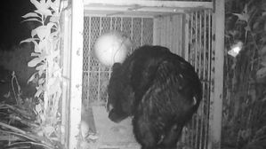 Japan Struggles with Bear Attacks, This Time Targeting Moored Fishing Boat