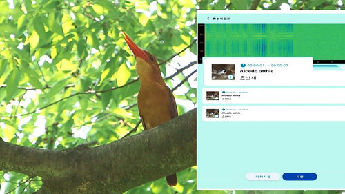 이건 무슨 새야?…울음 소리만 듣고 맞힌다