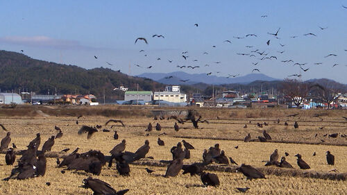 3천km 날아와 굶주려 탈진…집단 폐사까지