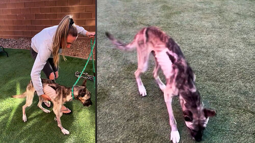 갈비뼈가 그대로…학대 받던 유기견 구조