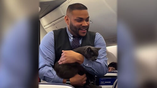 케이지 나와 왔다갔다…결국 승무원 품속에 '쏙'