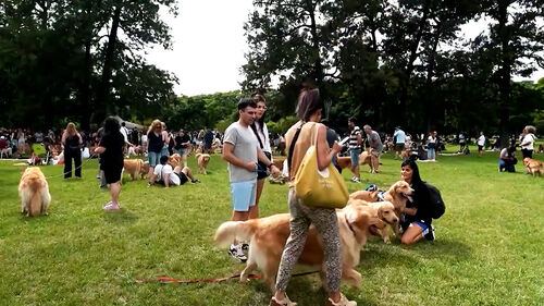 황금빛으로 물든 공원…"세계 기록" 곳곳서 집합