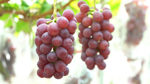 귀족 과일 샤인머스캣의 몰락…신품종, 돌파구 될까?