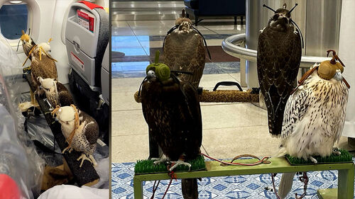 전용좌석까지 판매한다…비행기 한 줄 차지한 매 4마리