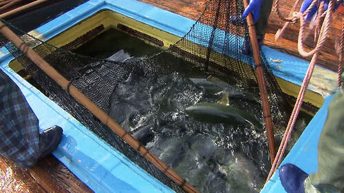 그물마다 방어 펄떡…제철 맞은 동해안 활기