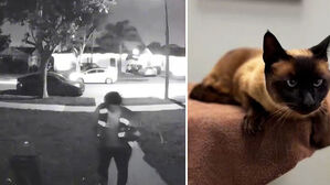 택배 내려놓더니&hellip;고양이 목덜미 잡고 유유히