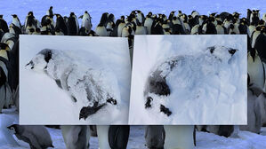 눈 속 파묻힌 사체들&hellip;"굶어 죽은 듯" 70% 사라졌다