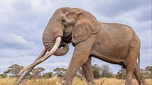 케냐서 '거대 상아' 명물 희귀종 코끼리 54살로 자연사