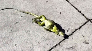 굳은 채 나무에서 '뚝'&hellip;"건들지 마라" 경고