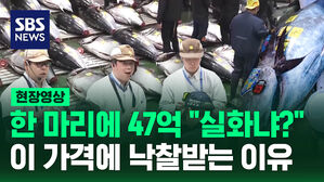 [현장영상] 역대 최고가 경신한 47억 '괴물 참치' 얻고 "큰일 났어! 열심히 일하지 않으면!"