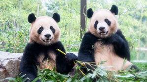 중국서 판다 새로 들어오나&hellip;양국 환경 당국 논의 시작