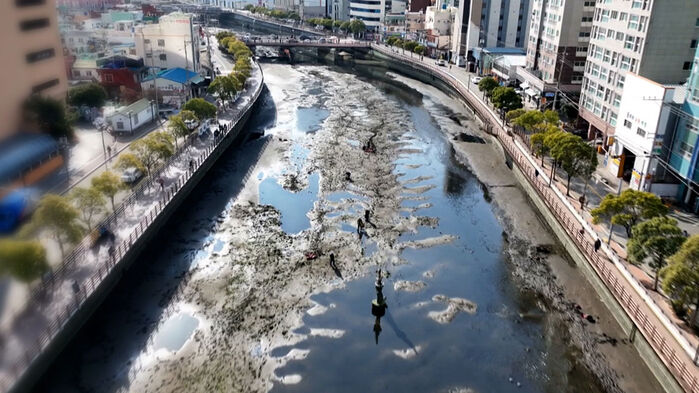 부산 도심서 '떼죽음'&hellip;물 빠지자 곳곳 하얀 사체