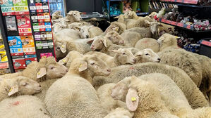 "뭐야" 손님들 혼비백산&hellip;매장 난입한 '수십 마리 떼'