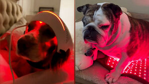 '붉은 빛' 쬐는 반려견들&hellip;"수명 연장에 도움"