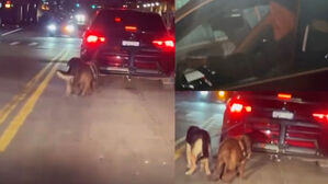 "배변 싫어서"&hellip;트렁크에 반려견들 매달고 질주