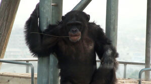 49세로 별이 된 천재 침팬지&hellip;'아이'가 남긴 건