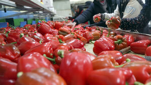 가공식품 수출 18억 달러 증가&hellip;신선농산물은 1억 달러 감소