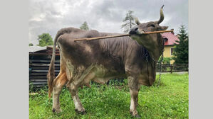 소가 막대 돌려가며 '벅벅'&hellip;연구팀 화들짝 놀라게 한 영상 