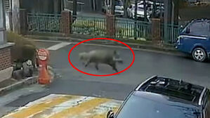 대전서 닷새째 이어진 신고&hellip;"혼자 다니지 말라" 경고