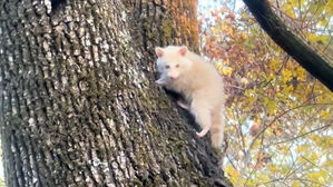 "75만분의 1 확률"인데&hellip;귀가하던 중 목격한 깜짝 정체