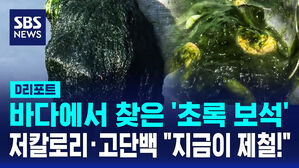 [D리포트] 바다에서 찾은 '초록 보석'&hellip;저칼로리에 고단백 "지금이 제철!"