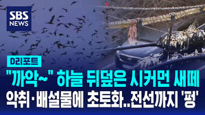 [D리포트] "까악" 하늘 뒤덮은 시꺼먼 새떼&hellip;악취&middot;배설물에 동네 초토화