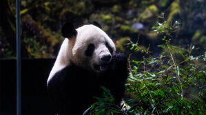'일본 마지막 판다' 중국 도착&hellip;검역 후 공개할 듯