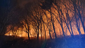 전남 고흥서 산불 2시간 50분만에 완진&hellip;1명 이송