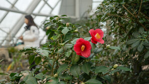 세종수목원에 겨울 깨우는 동백꽃 만개
