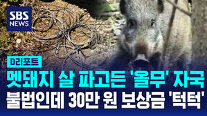 [D리포트] 멧돼지 살 파고든 '올무' 자국&hellip;불법인데 30만 원 보상금 '턱턱', 왜?