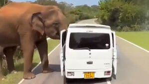 차량 문짝 뜯은 뒤 '뒤적뒤적'&hellip;관광객 덮친 코끼리 발칵