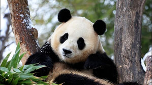 "중국서 푸바오 남친 타령"&hellip;동물단체 분노한 장관 발언