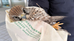 부산 도심서 쓰러진 천연기념물 '황조롱이' 구조