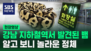 [현장영상] 강남 지하철역서 뱀 두 마리 '꿈틀'&hellip;확인해 보니 '놀라운 정체'