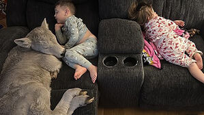 혹한에 태어난 송아지 집안 들였더니&hellip;소파서 아이들과 낮잠