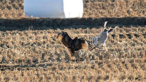 "먹이 내놔"&hellip;울산 들녘서 참매와 말똥가리 먹이 다툼 포착