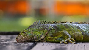 미 이상 한파에 이구아나 수난&hellip;꽁꽁 언 채 나무서 떨어져