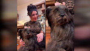 펫 로스 증후군 극복하려&hellip;반려견 동결건조 보존시켰다