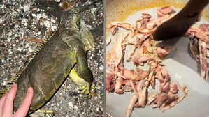 추위에 기절 대란&hellip;"이때다!" 볶아먹고 토핑 올린다