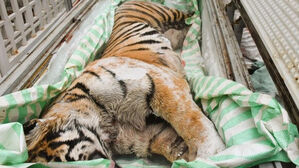 "뼈 고아서 팔려고"&hellip;냉동고에 400kg 사체 '발칵'