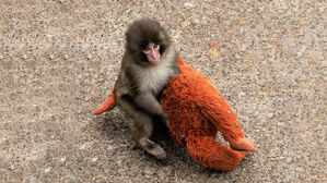 엄마 대신 품에 '폭'&hellip;"힘내" 방문객 폭증