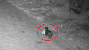 봉투 물고 가다 '툭'&hellip;"개한테 이런 훈련" 교활한 범행