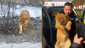 겁에 질린 듯한 '아기 사자'&hellip;고속도로 갓길서 무슨 일이