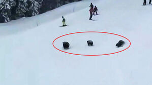 스키 타다 '화들짝'&hellip;설원 가로질러 전력 질주