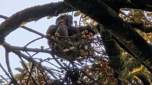 술 먹는 침팬지&hellip;"야생 소변 샘플 20개 검사, 17개서 알코올 대사물 검출"