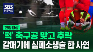 [현장영상] '퍽' 축구공 맞은 갈매기 심폐소생술로 생명 구한 순간
