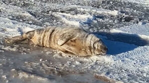 4차로 한복판 탈진한 채 '쿨쿨'&hellip;구조 소동