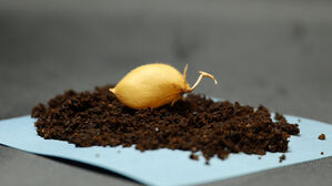 "모의 달 토양에서 병아리콩 재배 수확까지 첫 성공"