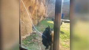 동물원 간 10대들 장난에&hellip;유리벽 돌진해 '쾅'